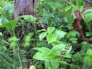 2265.Smilacina purpurea.mov