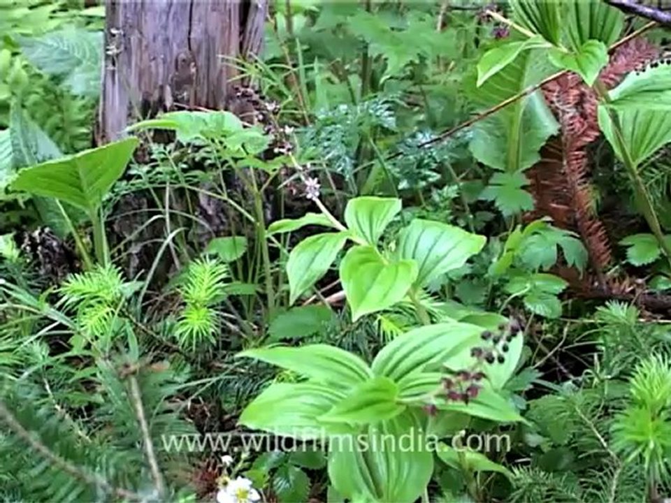 2265.Smilacina purpurea.mov