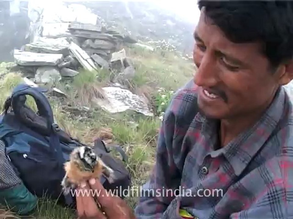2266.Snow Partridge chick.mov