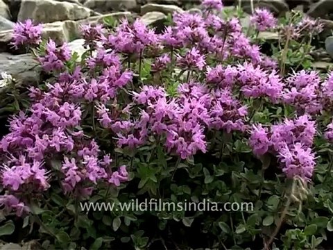 2272.Thymus linearis or wild ajwain.mov