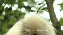 2276.Golden langur (Trachypithecus geei) in Gibbon wildlife sanctuary.mov