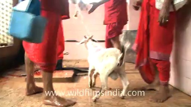 2290.Goat sacrifice in the temple of Kamakhya.mov