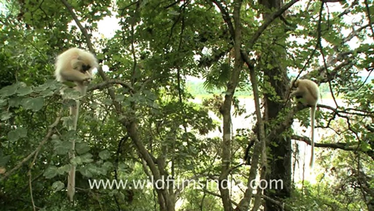 2297.Golden Langurs of Assam.mov