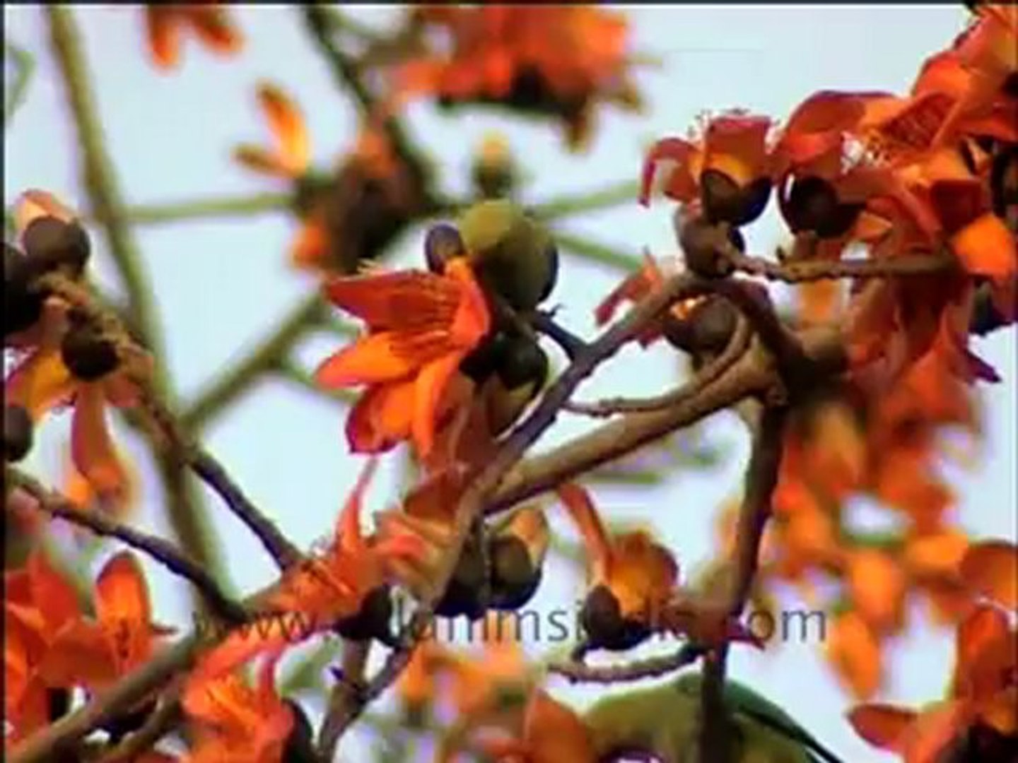 ⁣234.Sehmal Silk Cotton tree with parakeet .mp4