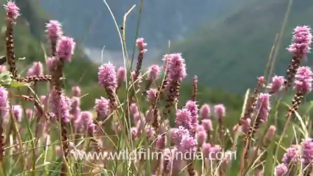 2345.Bistorta flowers.mov