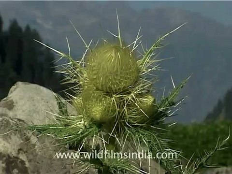 2353.Gushing waterfall, Amarnath, Jammu & Kashmir.mov