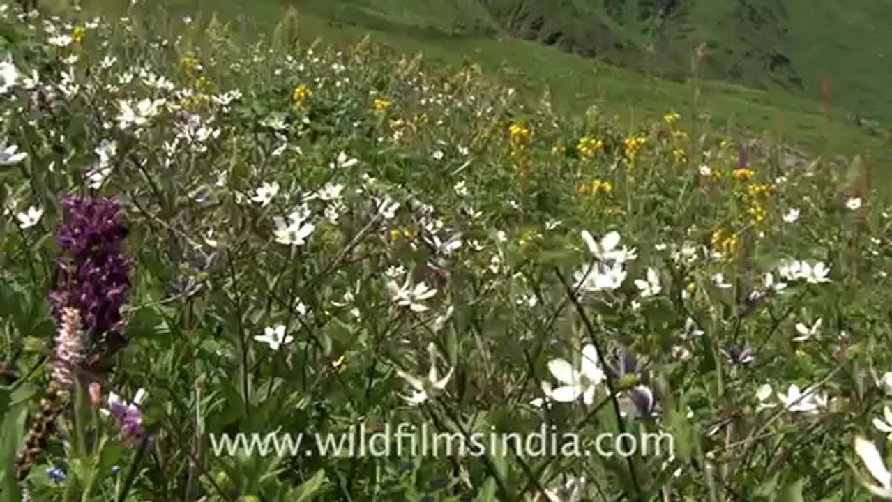 2361.Flowering alpine garden.mov