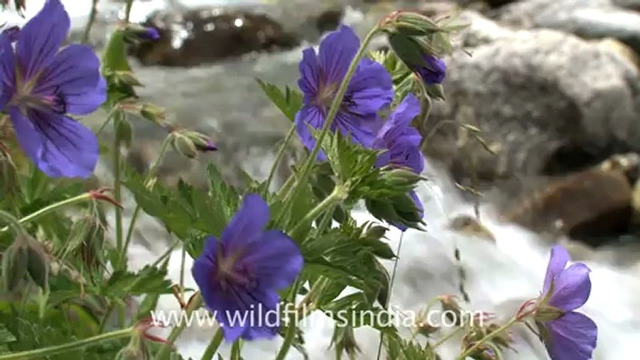 2365.Alpine meadows in the Valley of flowers.mov