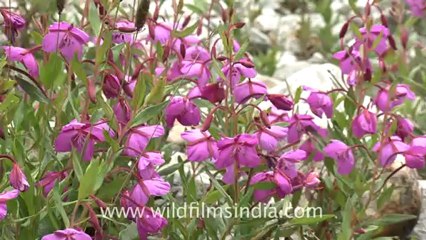 2366.Epilobium latifolium near stream in Valley of flowers.mov