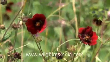 2367.Potentillas in Valley of Flowers, Uttarakhand.mov