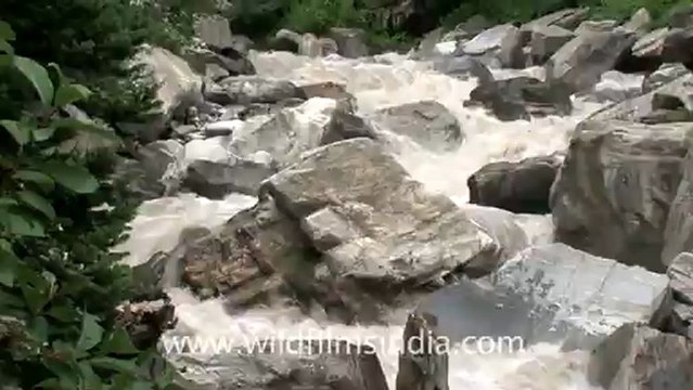 2369.Rushing water on the way to Valley of flowers.mov