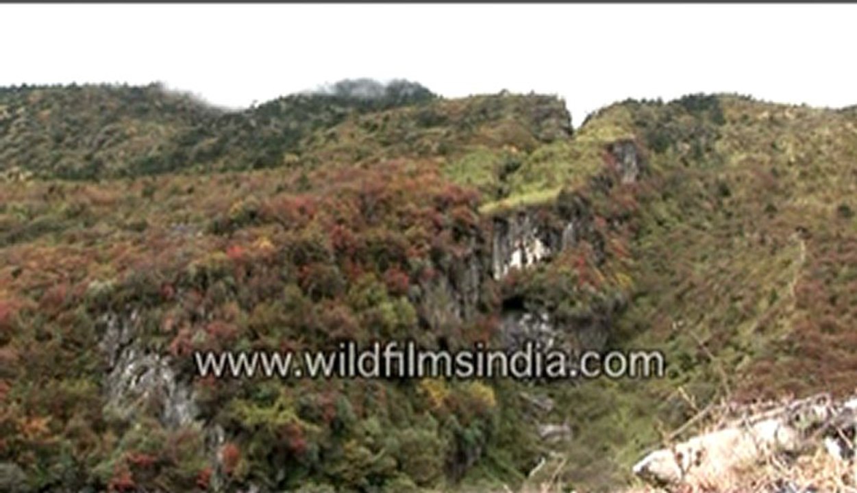 242.Sikkim fall colours.mp4
