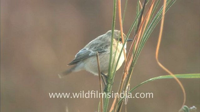 2420.Bush Chat in Bandhavgarh.mov