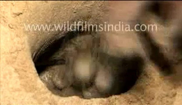 2429.Man relocating eggs of Olive ridley turtle in orissa.mp4
