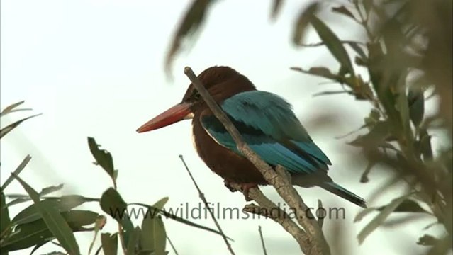 2447.White-throated Kingfisher.mov