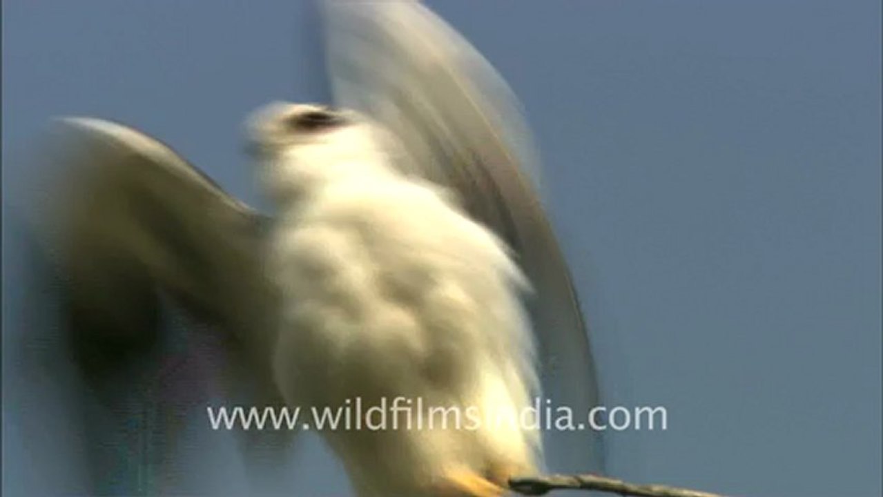 2459.Black shouldered kite.mov
