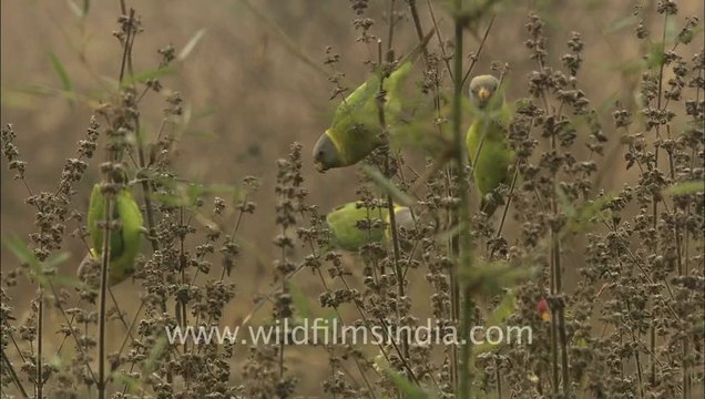 2466.Parakeets in Bandhavgarh.mov