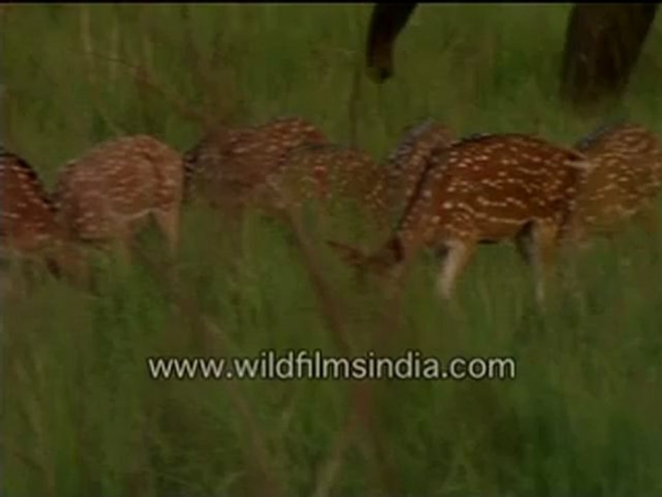 2715.The king on a stroll.mp4