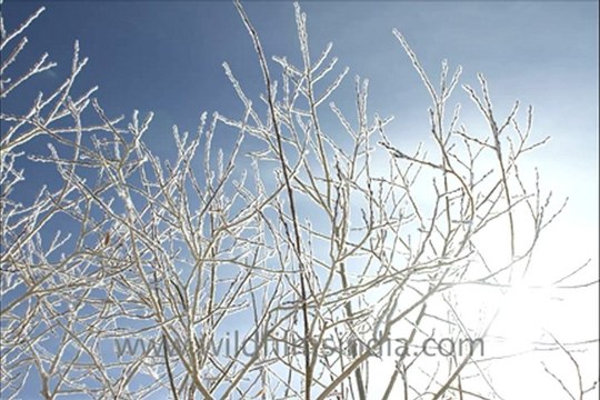 2717.Chadar trek up the Zanskar river!.mov