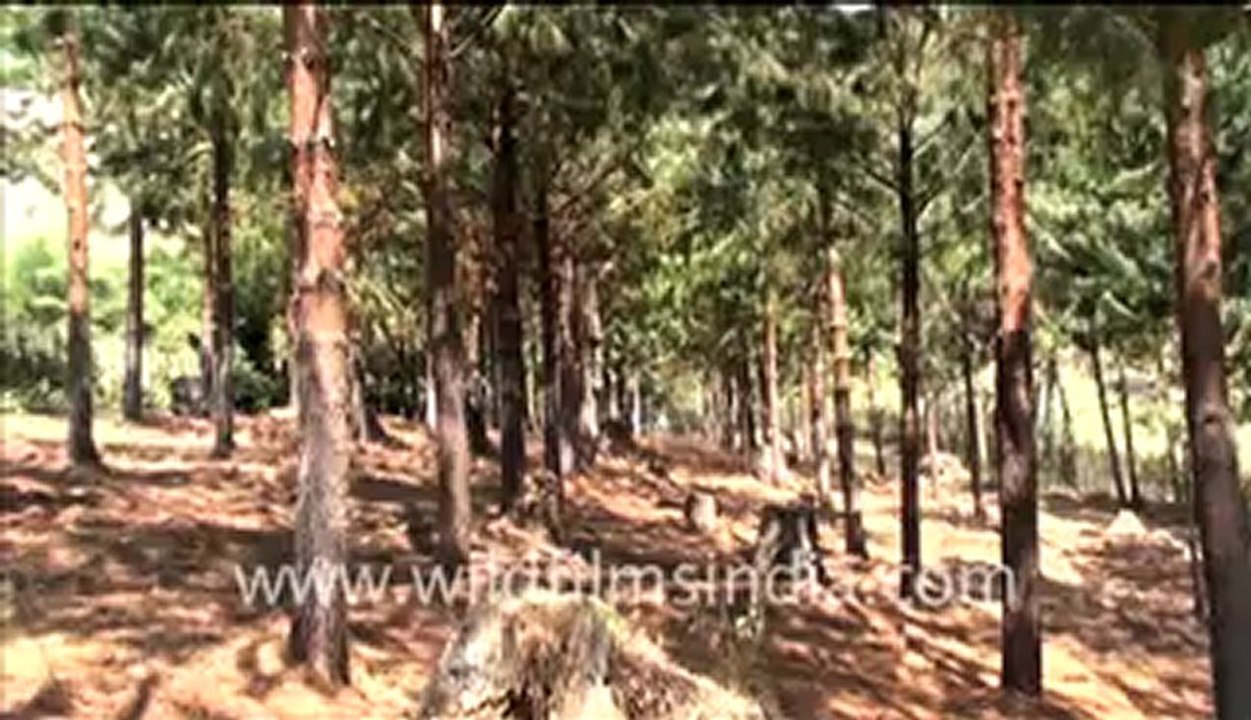 275. Trees in Congo.mp4