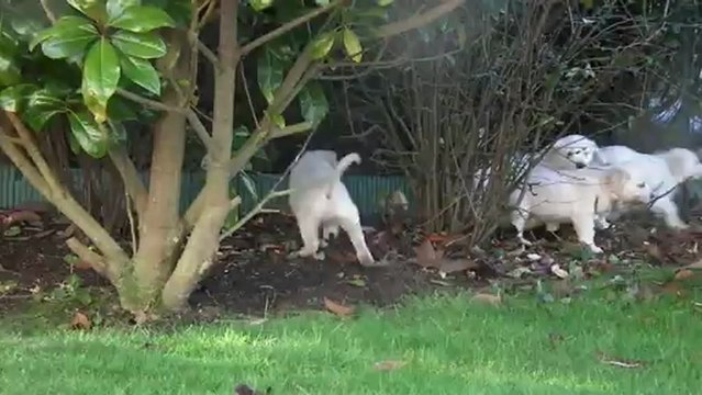 chiots golden retriever à 8 semaines