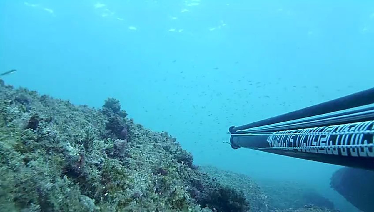 hesitation sur le loup a cassis! parti remise