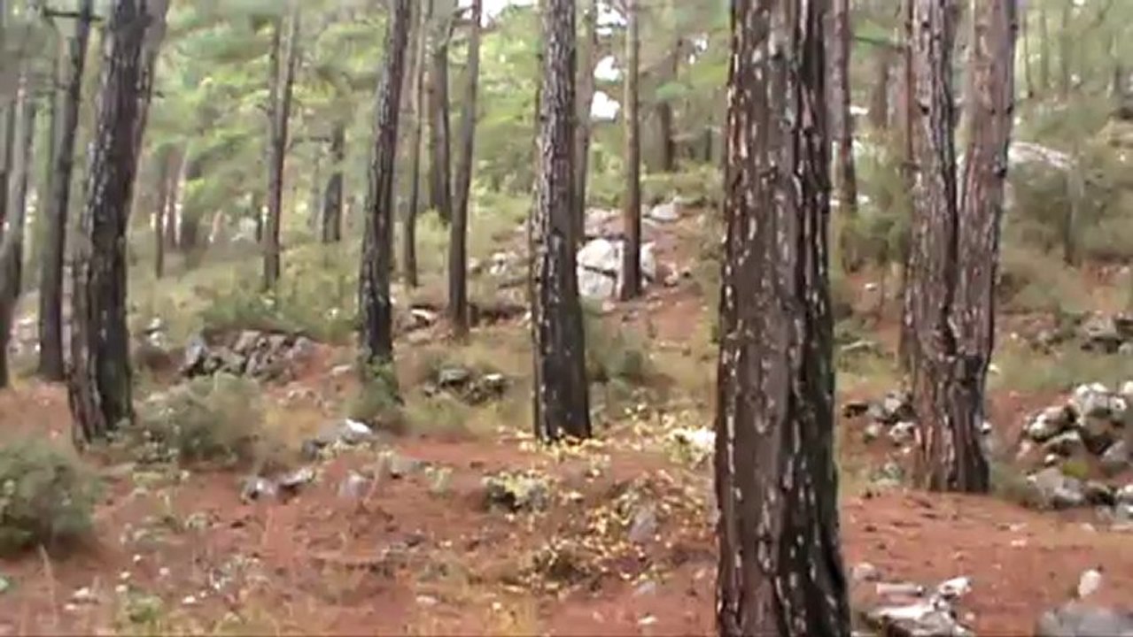 ŞİLA ÇULLUK  PROF.