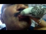 muhabbet kuşu ile aşık mürsel tazegülün öpüşmesi