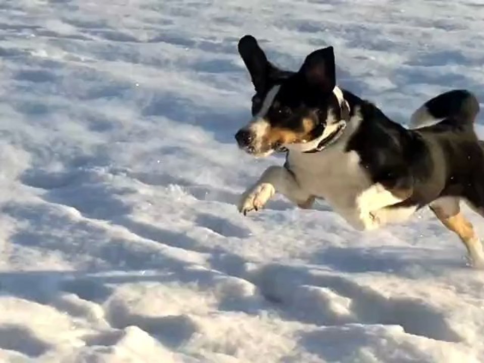 Jack im Schnee 2012-12-11