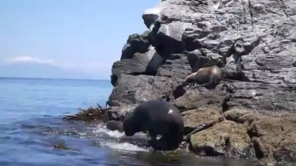 20121218 la Serena et les pingouins de Humbolt