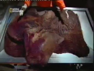 Autopsia a un elefante: Termorregulacion por las orejas