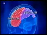 Cerebro: La calculadora humana (RMf) (Yusnier Viera)
