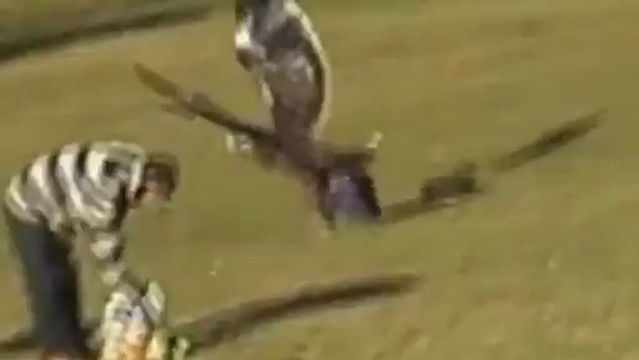 Fake viral video of babysnatching eagle Poynter video Dailymotion