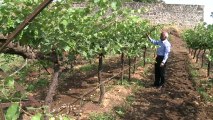 India's wine industry struggles to bear fruit