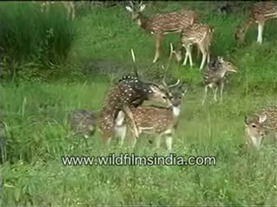 347.Spotted deer mating.mp4