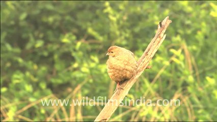 2894. Sambar hind quenching her thirst.mov