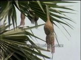 Baya Weaver birds at their nests