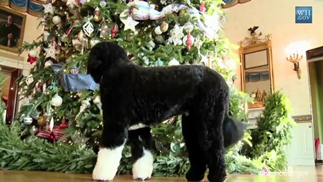 Dog Requires Surgery After Eating Christmas Lights video Dailymotion