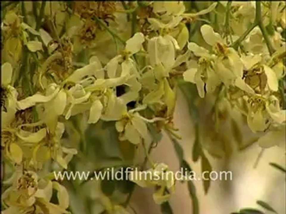 Drumstick or sainjana tree