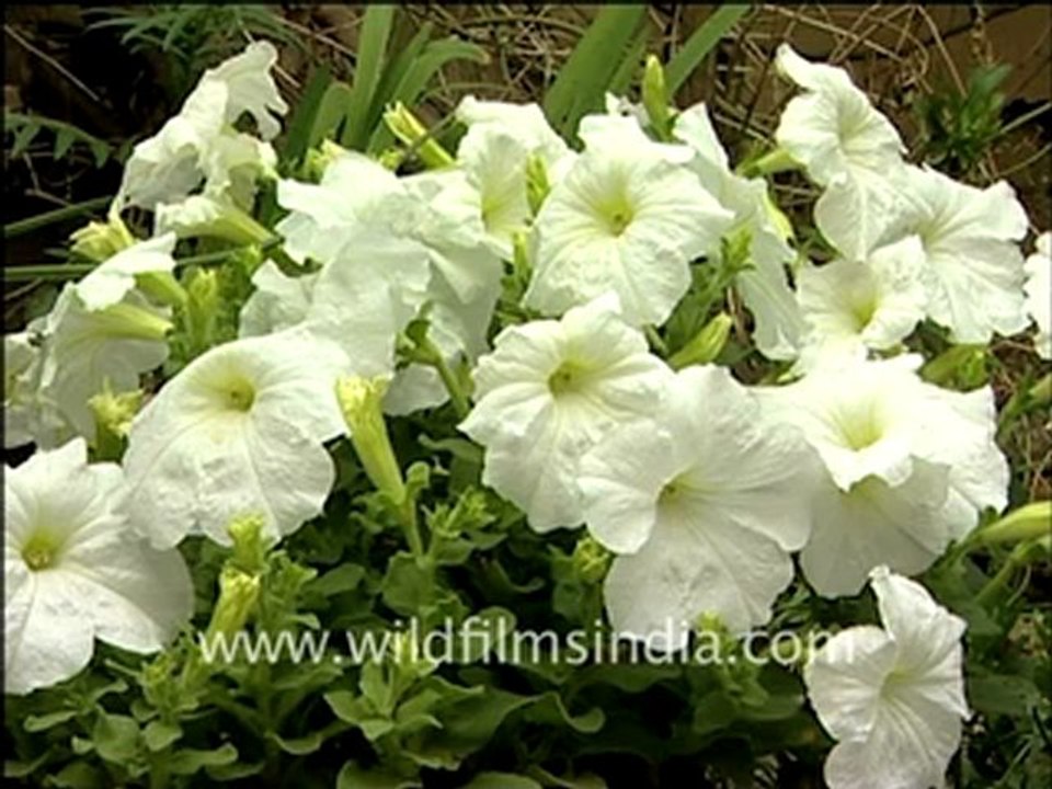 302.Petunias.mp4