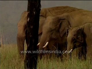 Elephants in the Jungle 🐘