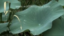 Fantastic! Water droplets on Lotus Leaves