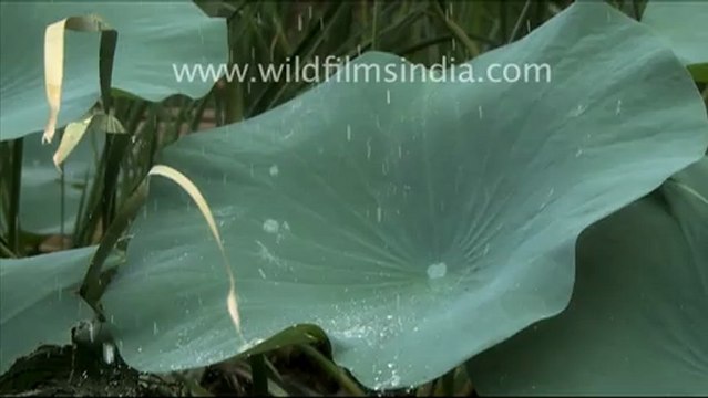 Fantastic! Water droplets on Lotus Leaves