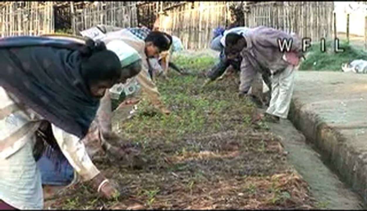 How tea is made - the whole process!