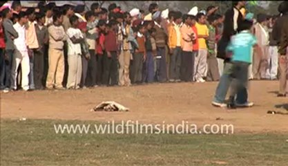 Dogs being raced in rural Punjab!