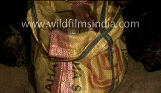 Eggs of Olive ridley turtle