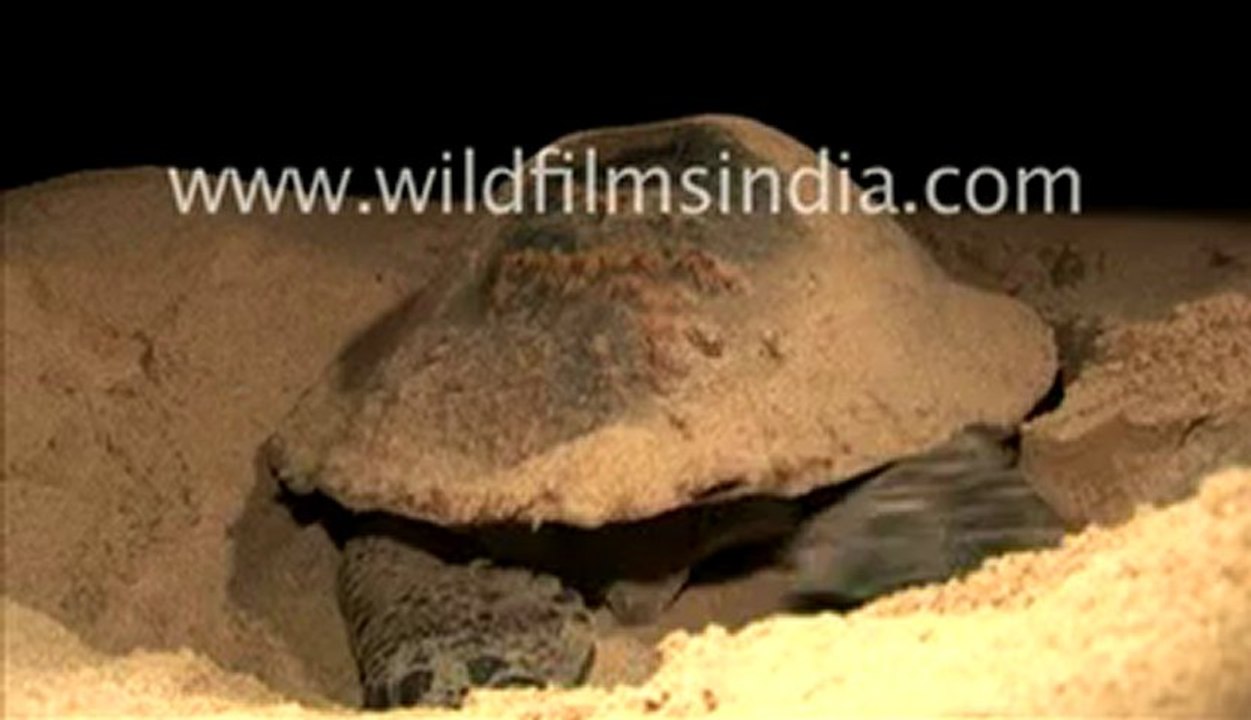 Olive ridley turtle protecting its eggs in Orissa, India