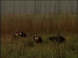 379.The ones that got away White backed and King Vultures in north India.mp4
