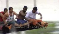Snake boat race in Champakulam, Kerala