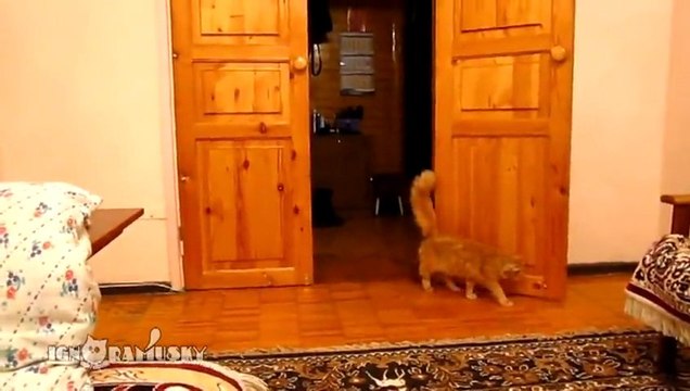 Chat à peur des sauts de Mario